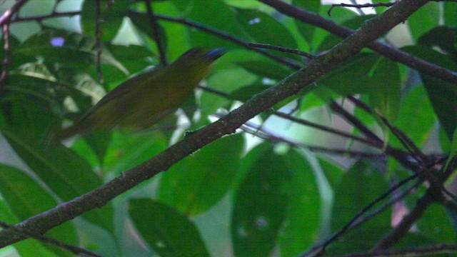 Yellow-lored Tanager - ML637917423