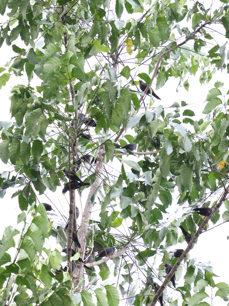 Finch-billed Myna - ML637917424