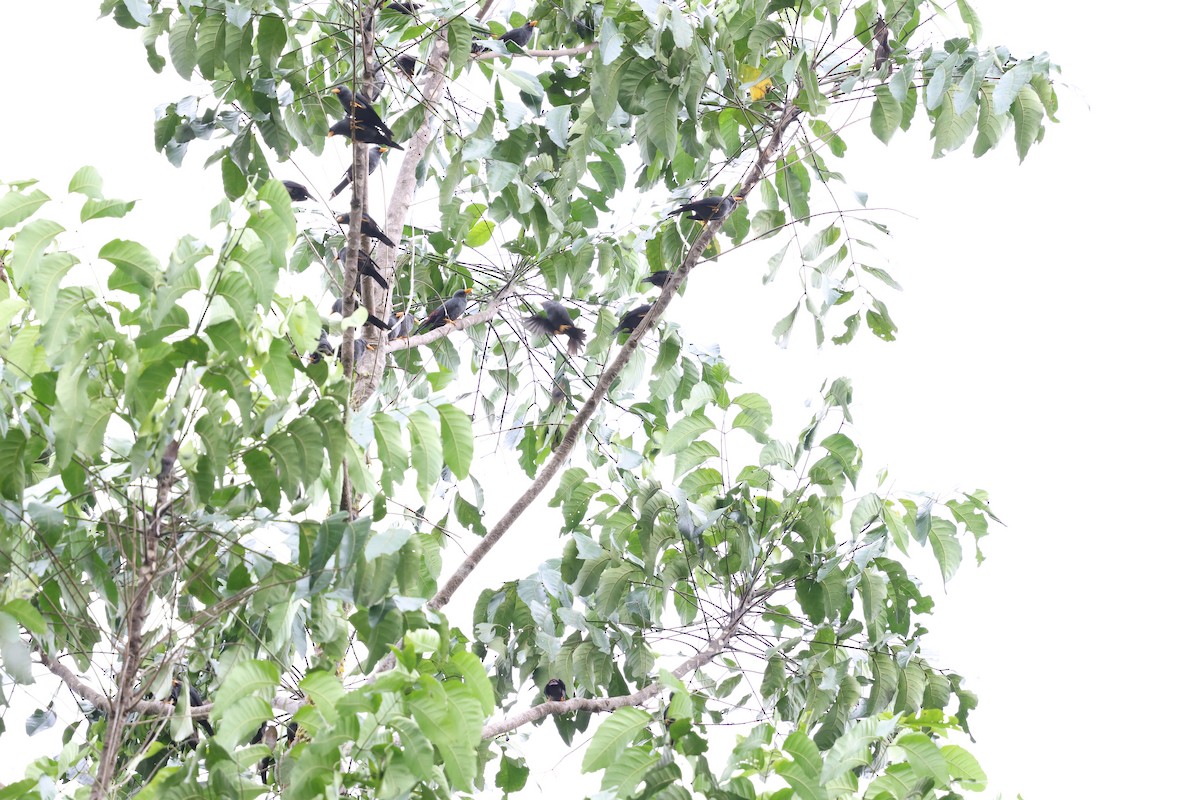 Finch-billed Myna - ML637917425