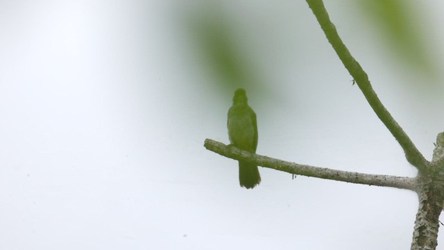 Bluish-gray Saltator - ML637917487