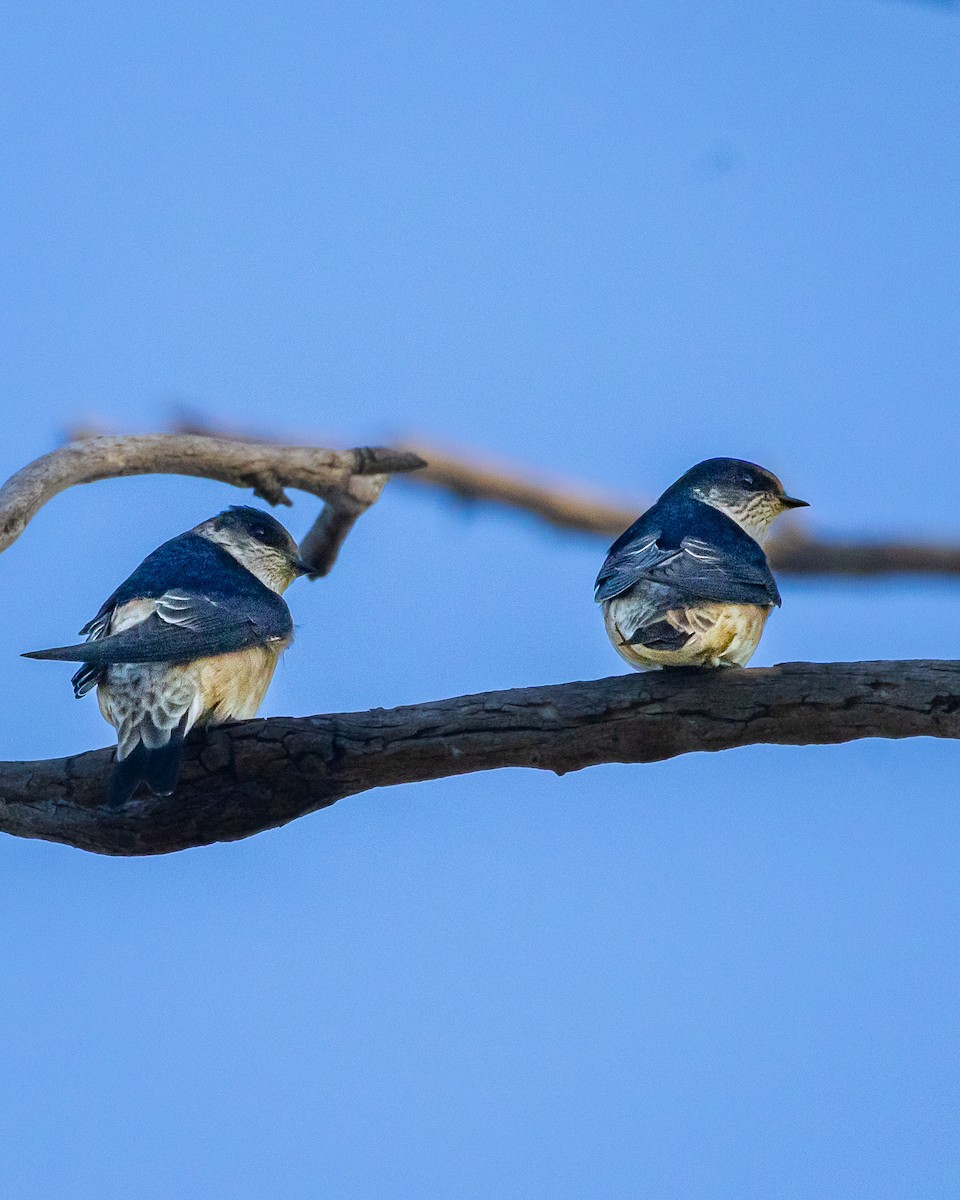 Tree Martin - ML637917518