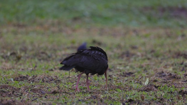 Bare-faced Ibis - ML637917554