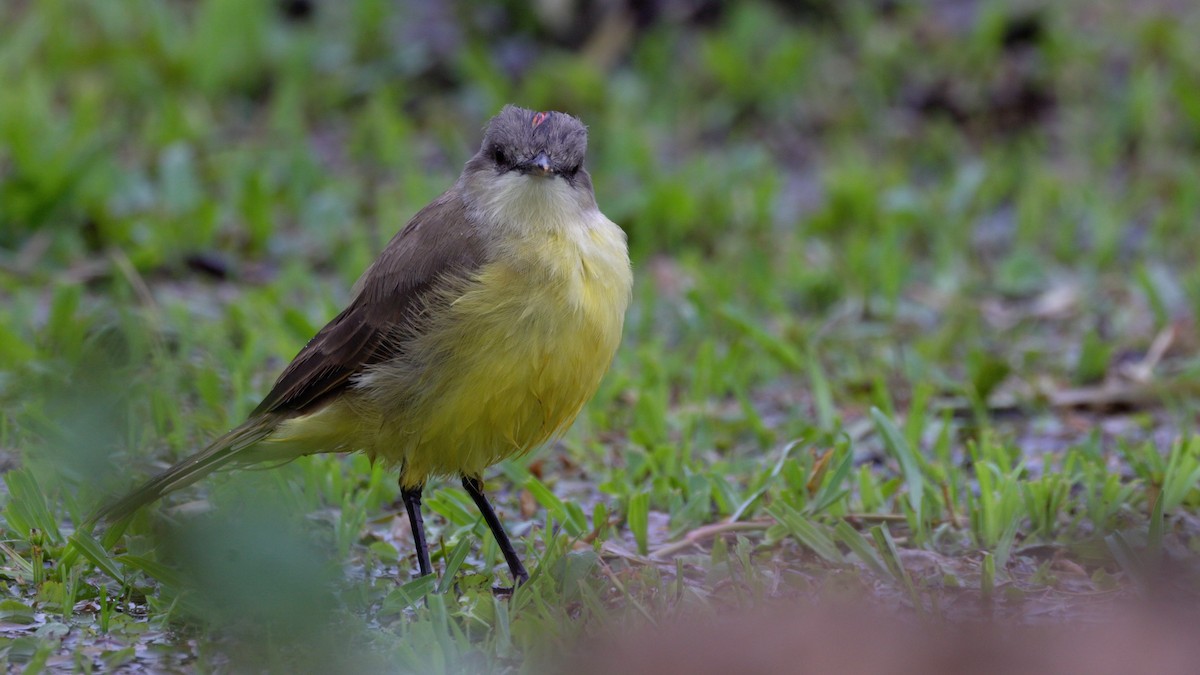 Cattle Tyrant - ML637917561