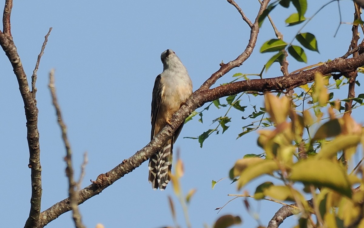 Plaintive Cuckoo - ML637917635