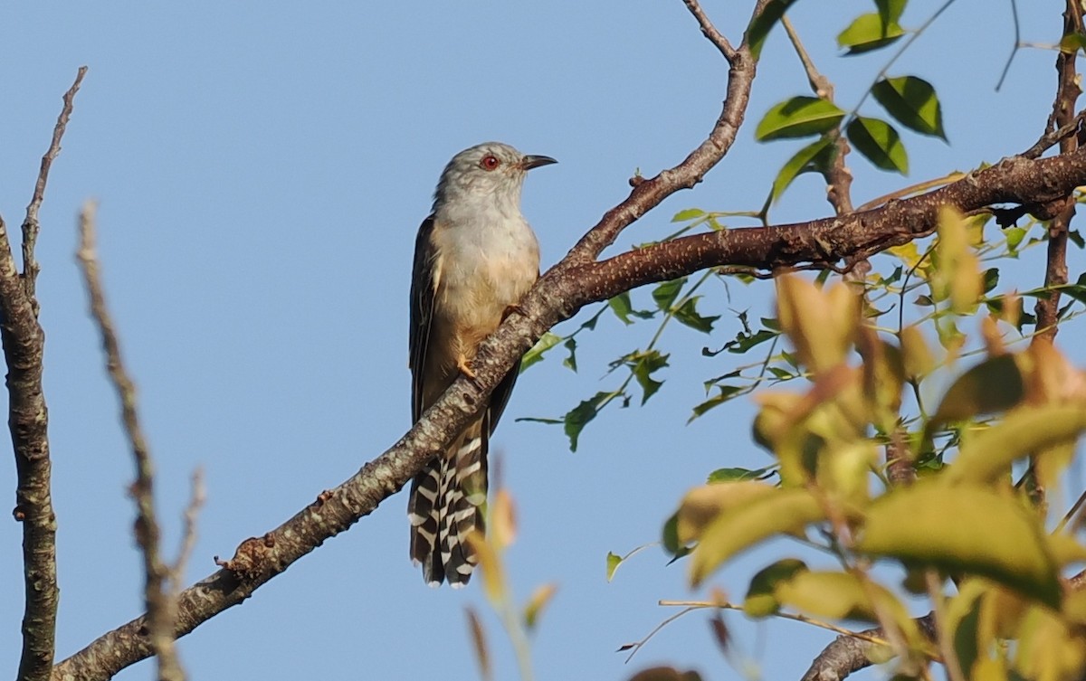 Plaintive Cuckoo - ML637917636