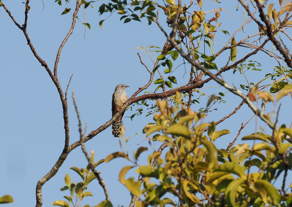 Plaintive Cuckoo - ML637917637
