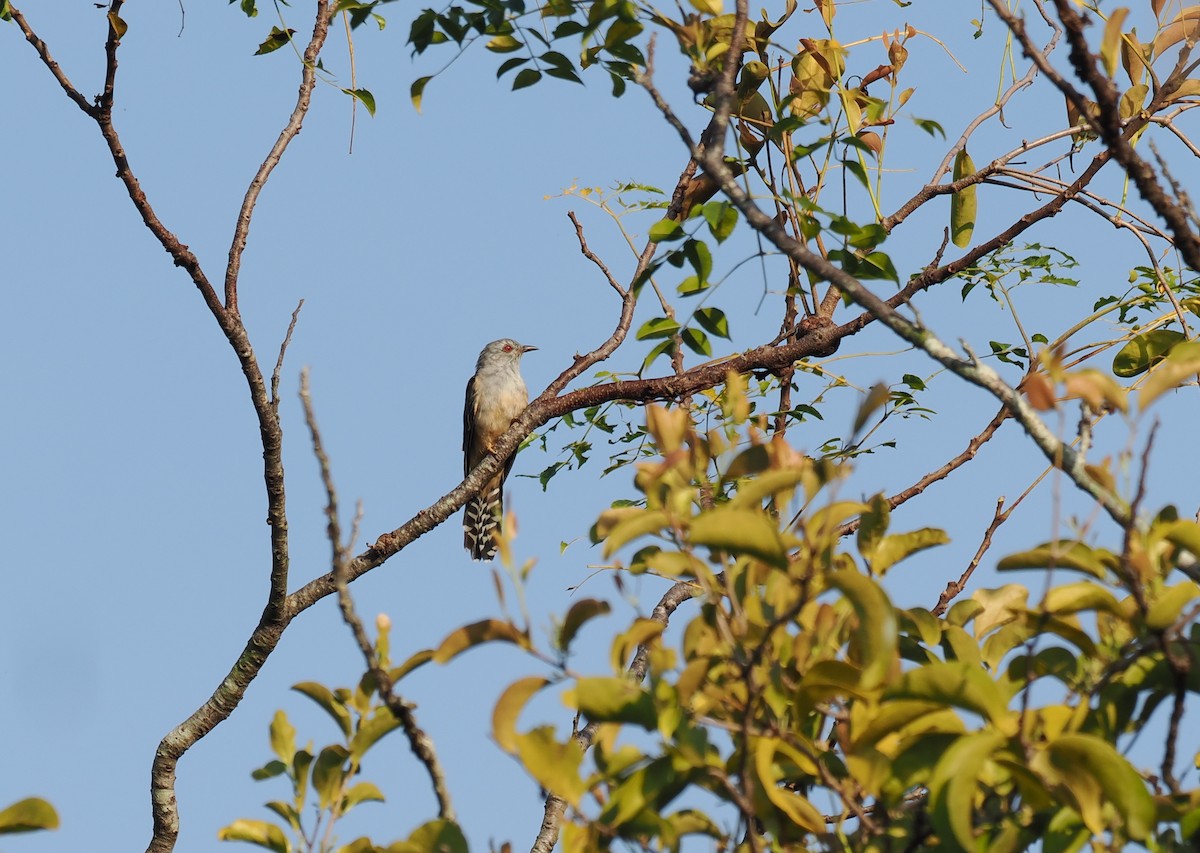 Plaintive Cuckoo - ML637917639