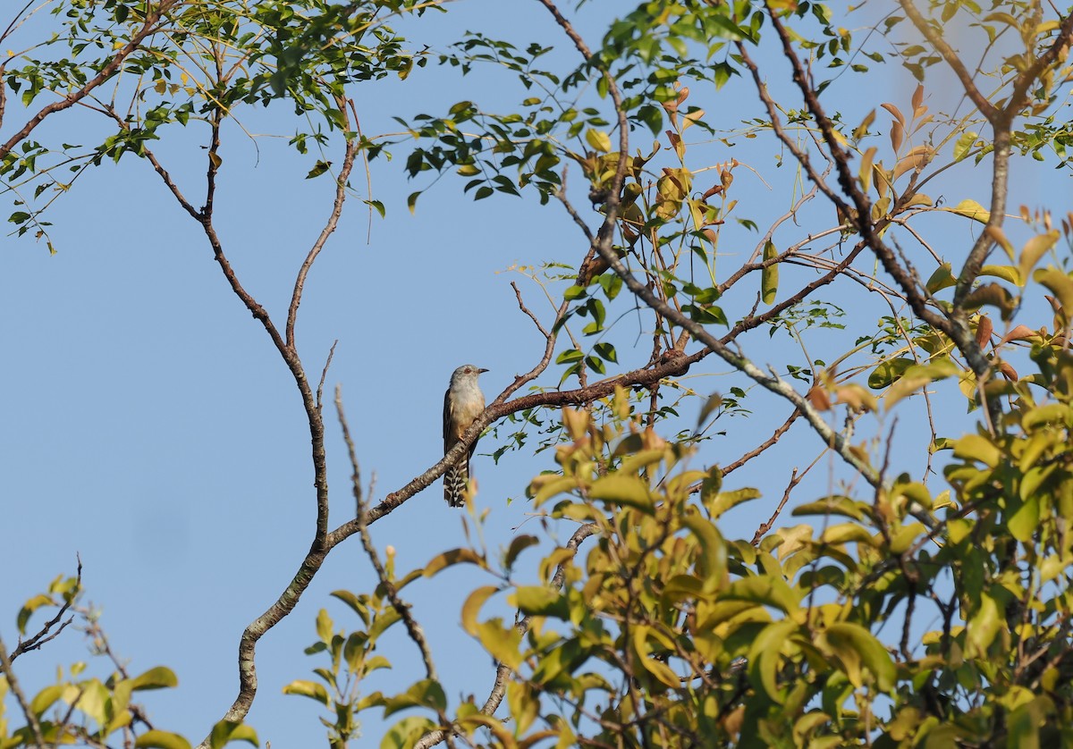 Plaintive Cuckoo - ML637917640
