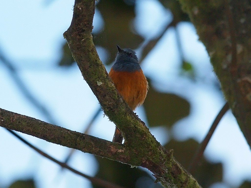 Forest Rock-Thrush - ML637917659