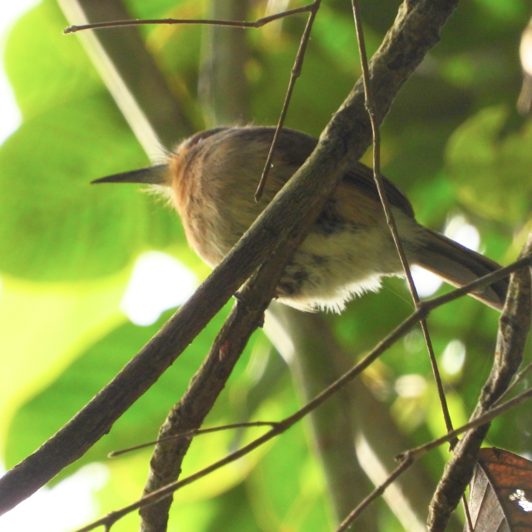 Fulvous-chinned Nunlet - ML637917703