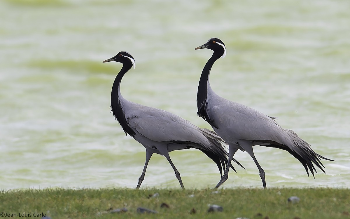 Demoiselle Crane - ML637917704
