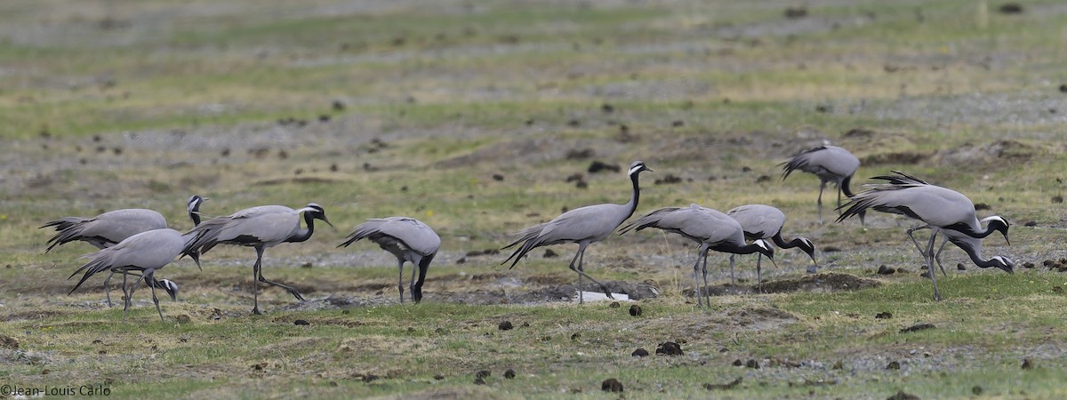 Demoiselle Crane - ML637917712