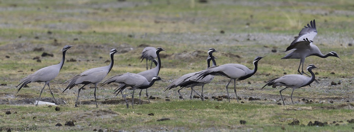 Demoiselle Crane - ML637917713