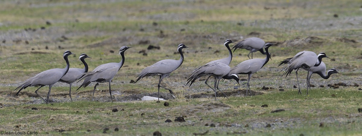 Demoiselle Crane - ML637917714