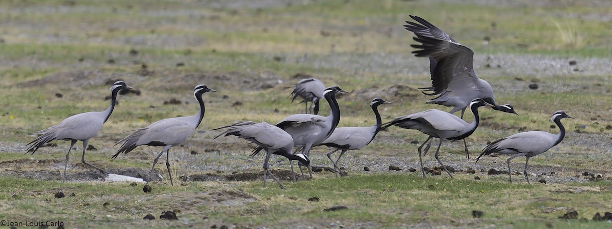 Demoiselle Crane - ML637917715