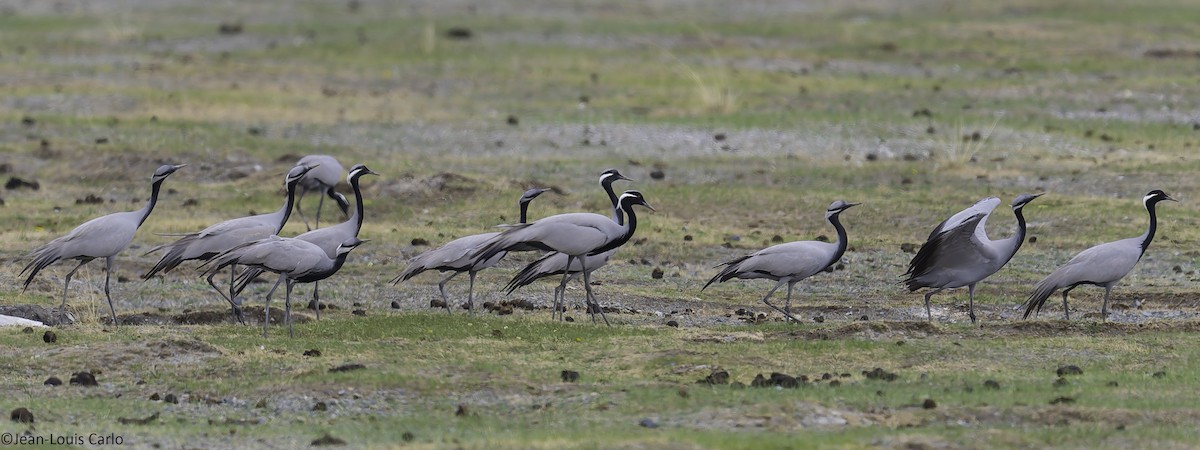 Demoiselle Crane - ML637917716