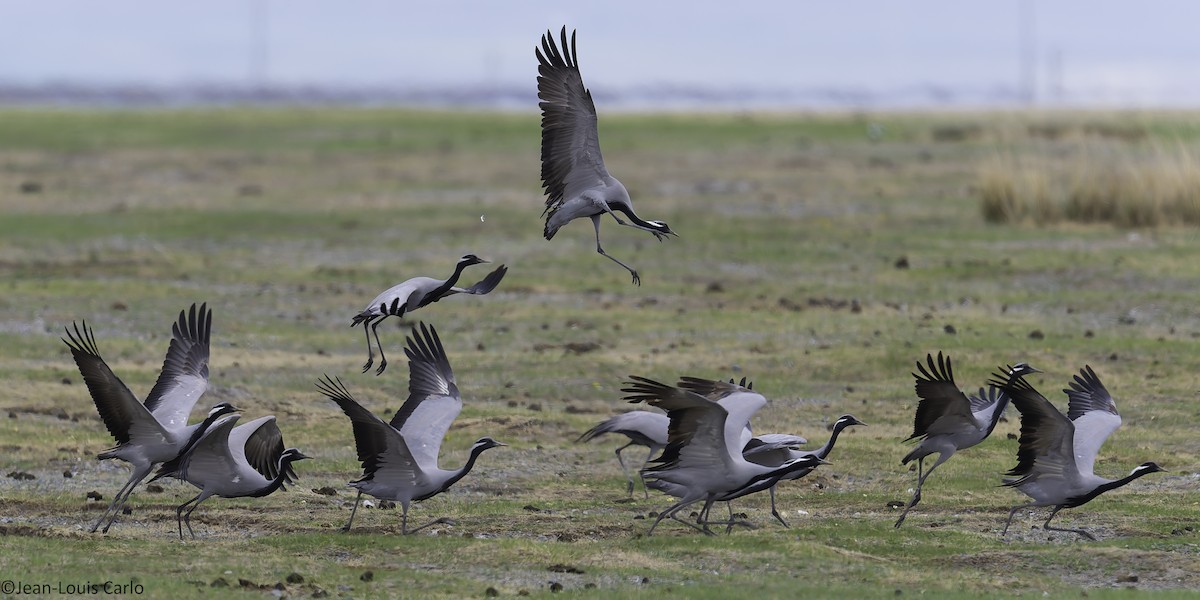 Demoiselle Crane - ML637917717