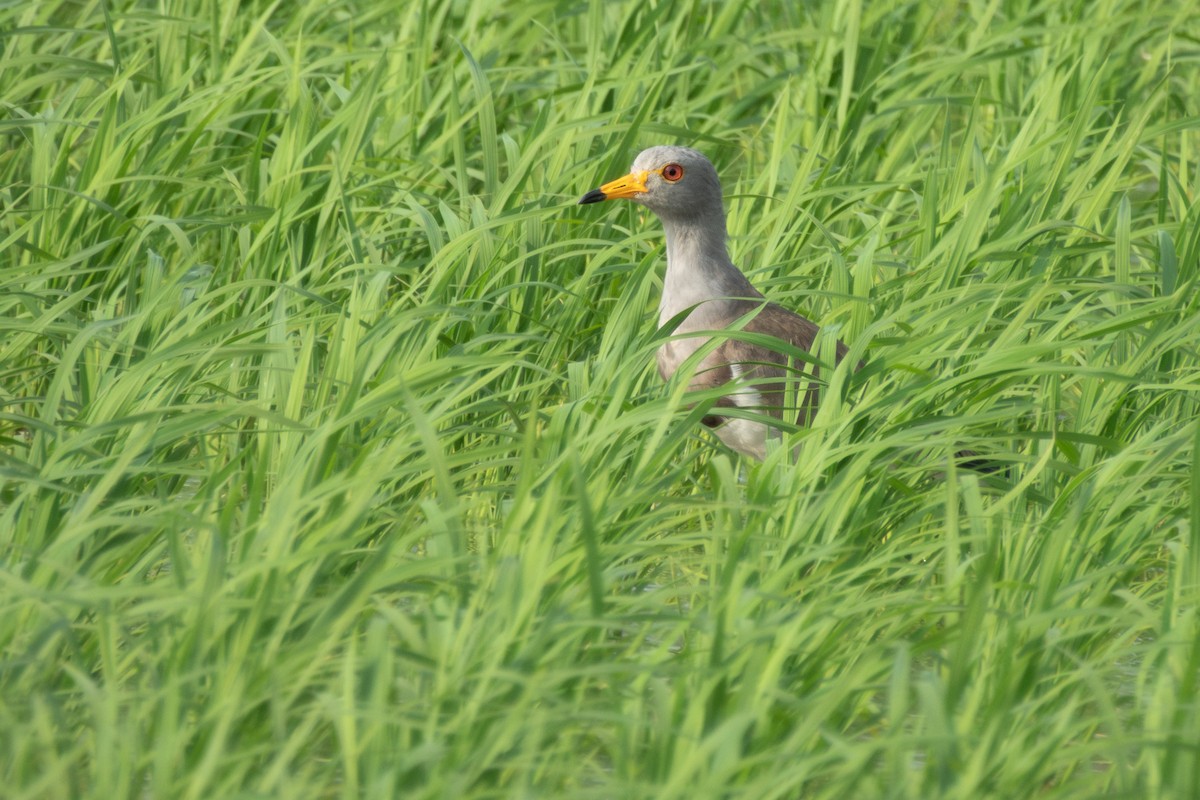 Avefría Ceniza - ML637917746