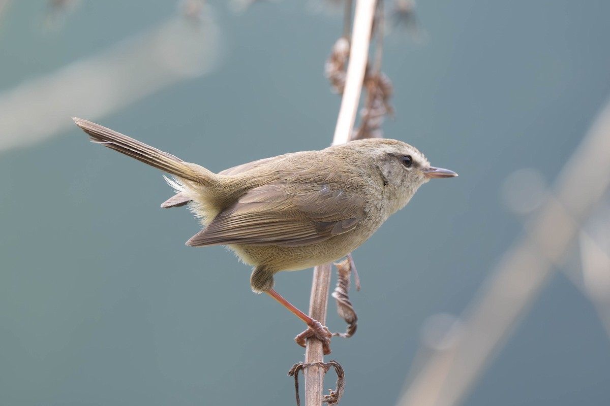 Brownish-flanked Bush Warbler - ML637917782