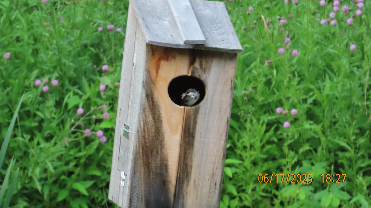 Tree Swallow - ML637917795