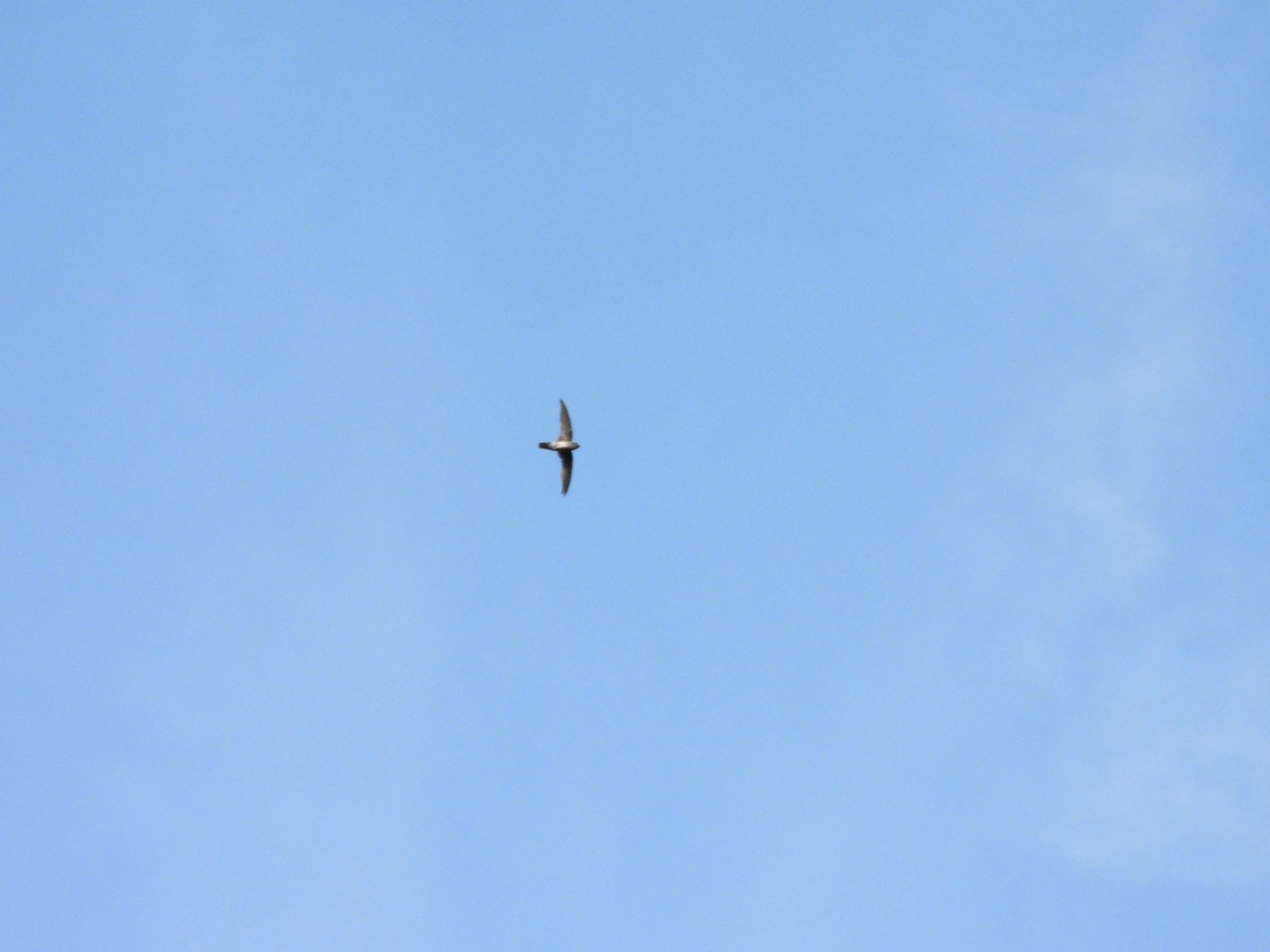 Plume-toed Swiftlet - ML637917800