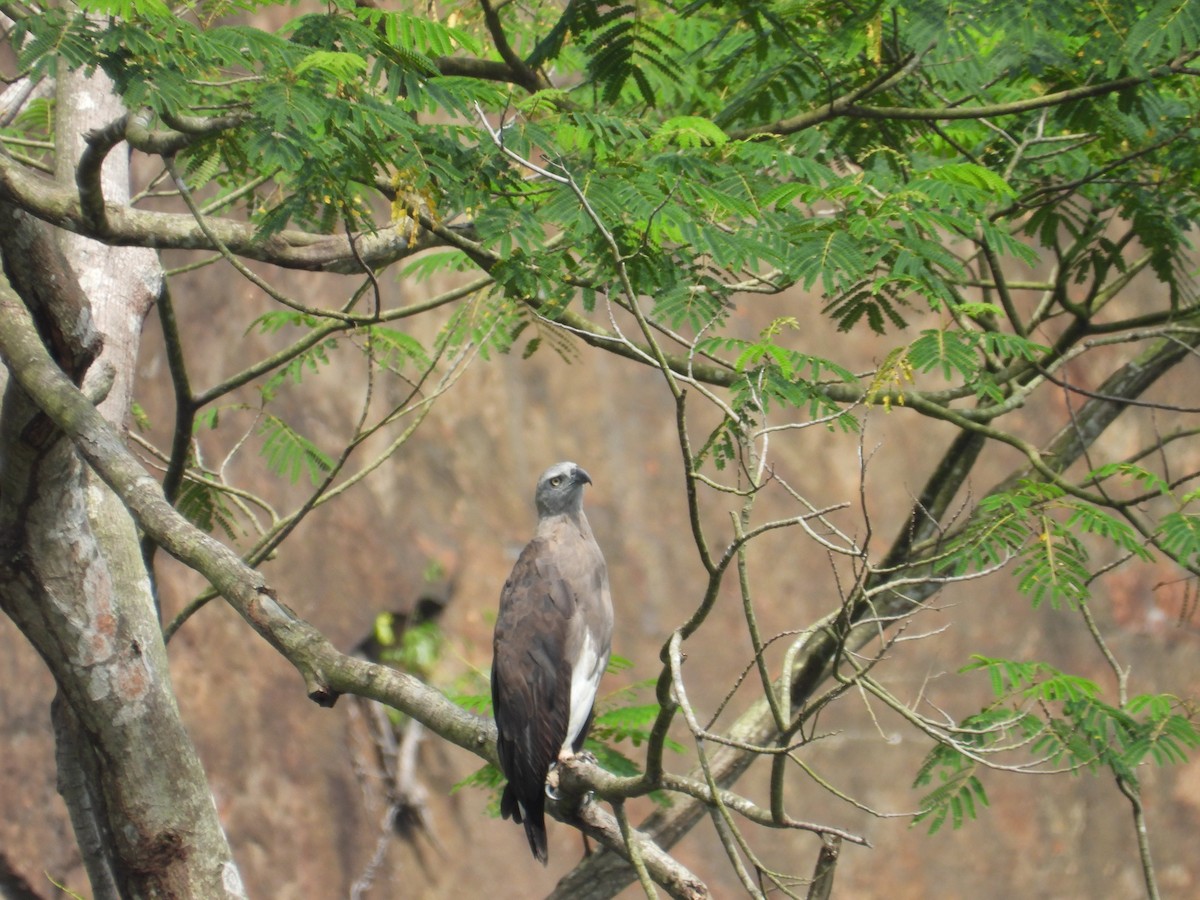 Gray-headed Fish-Eagle - ML637917821
