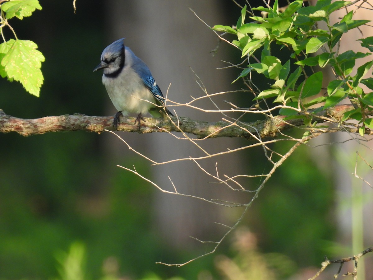 Blue Jay - ML637917827