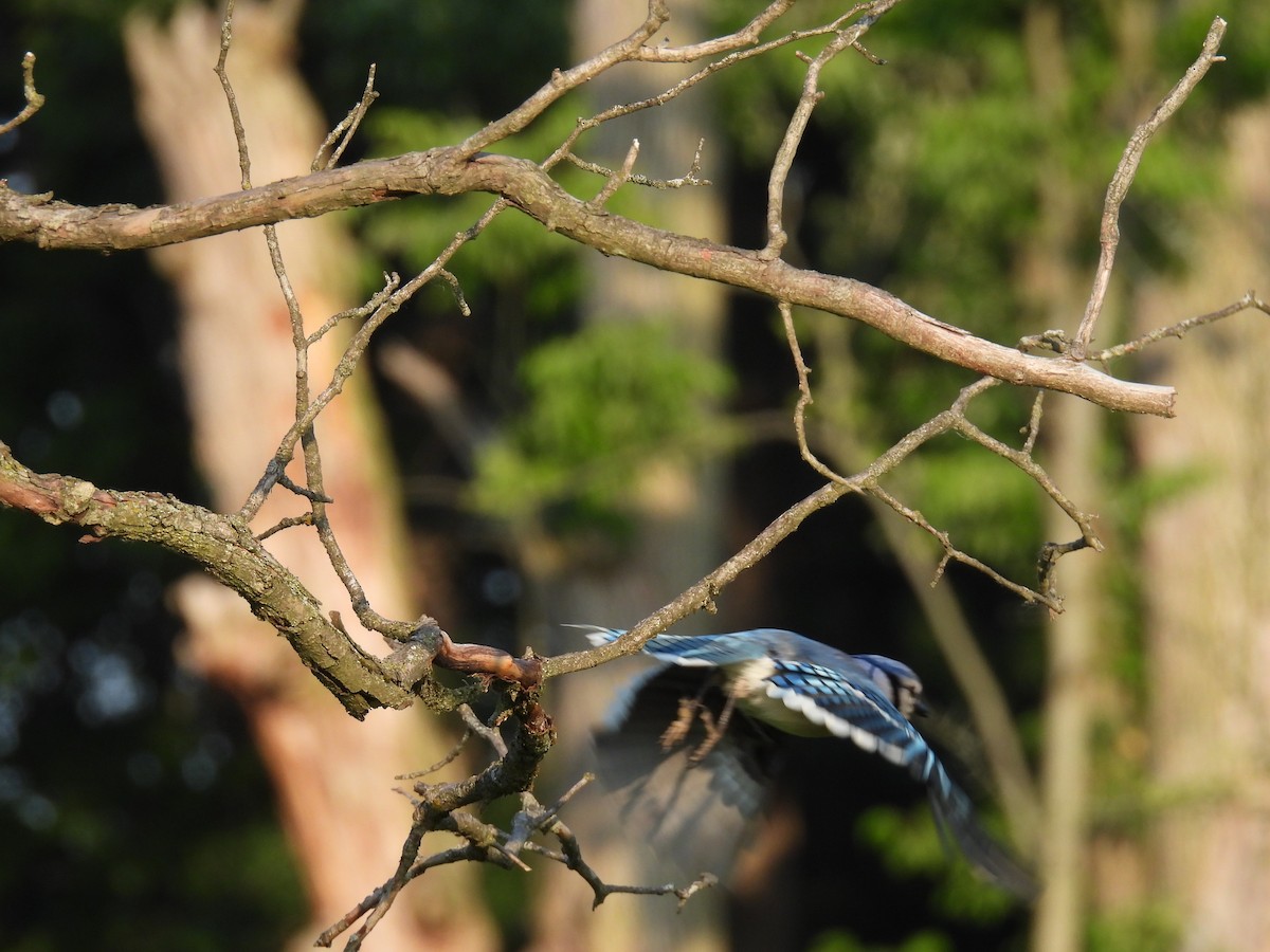 Blue Jay - ML637917828
