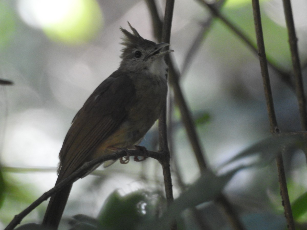 Ochraceous Bulbul - ML637917837