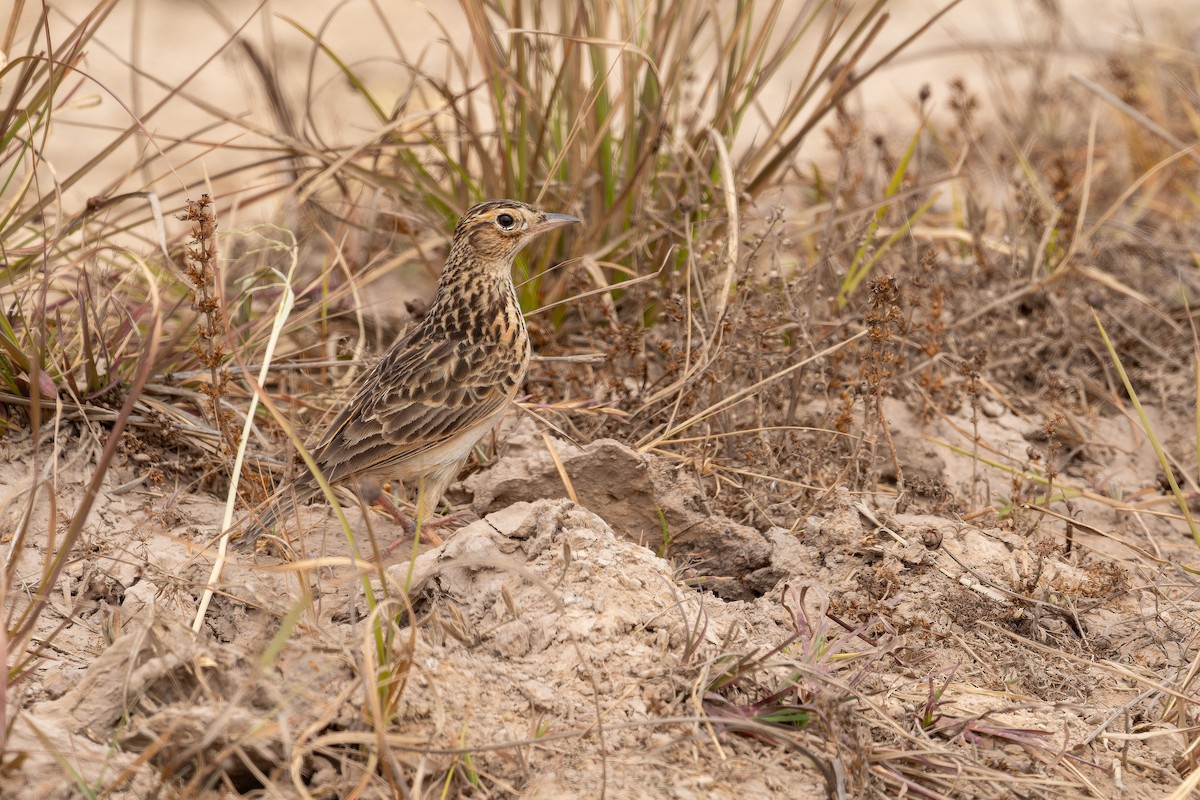 小雲雀 - ML637917850