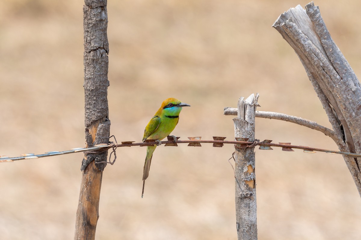 Asian Green Bee-eater - ML637917864