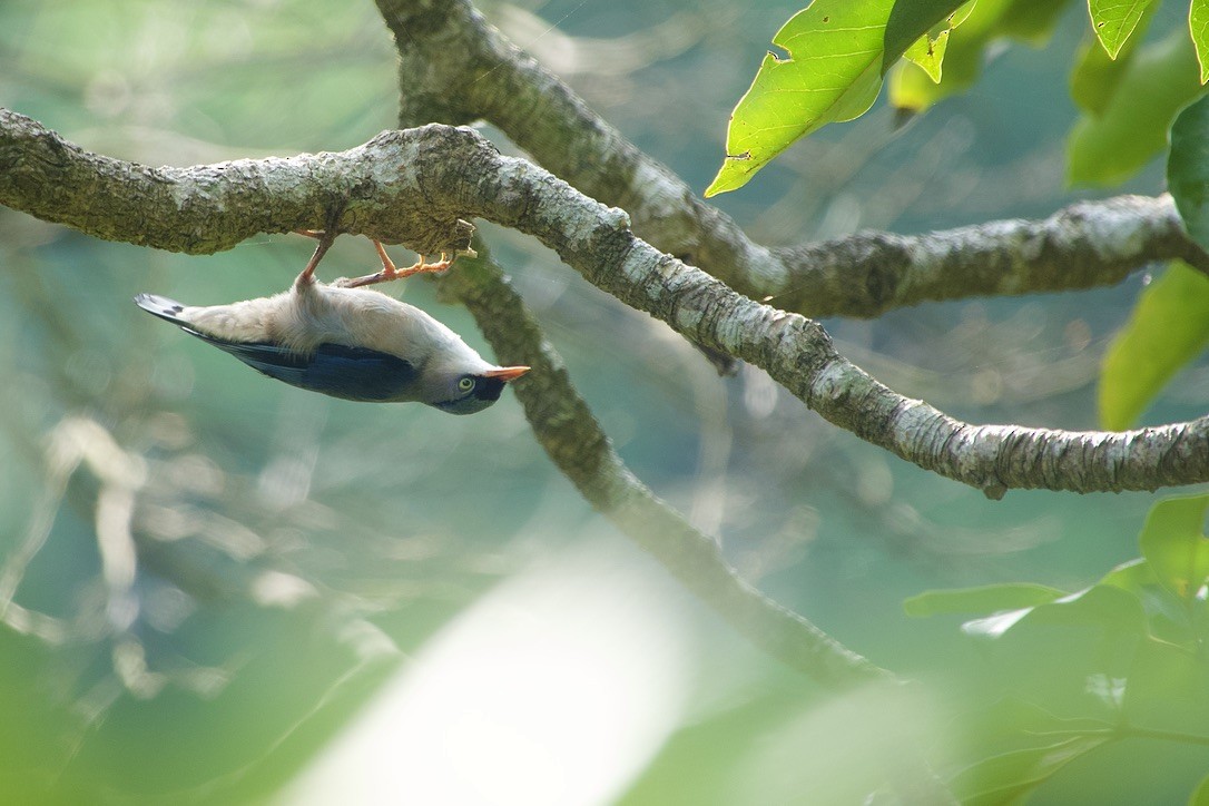 Velvet-fronted Nuthatch - ML637917910