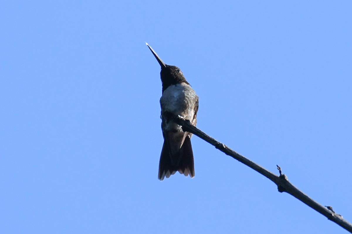 Yakut Boğazlı Kolibri - ML637917914