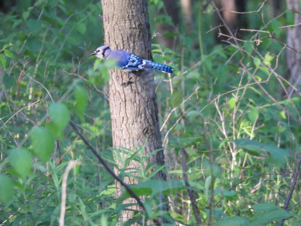 Blue Jay - ML637917926