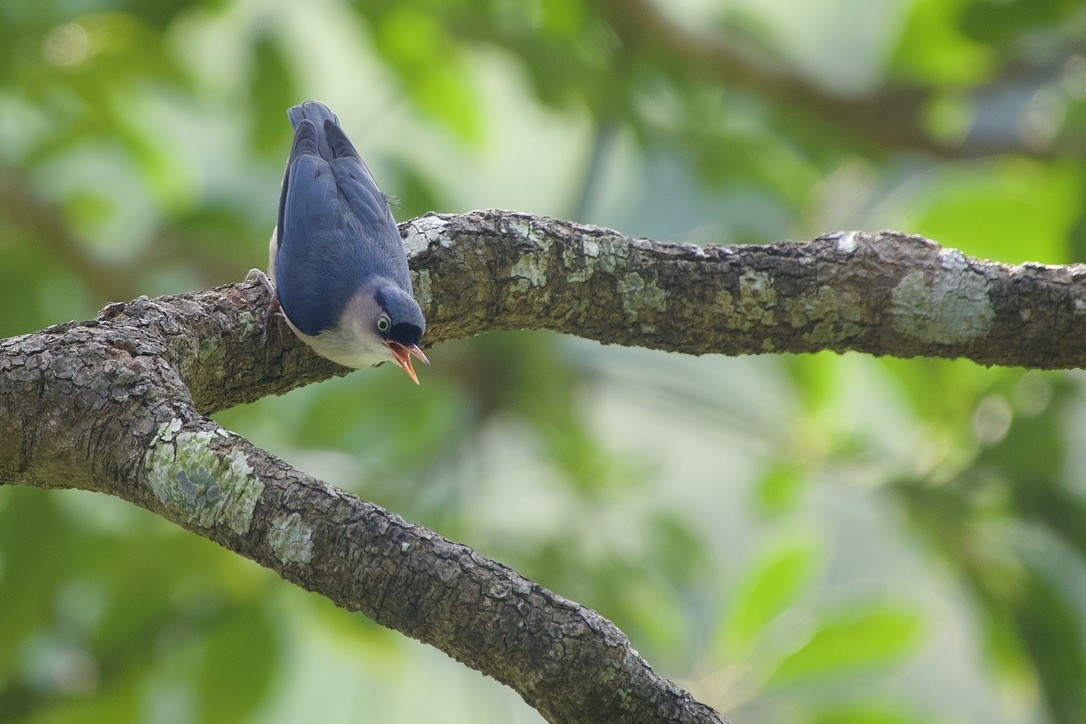 Velvet-fronted Nuthatch - ML637917969