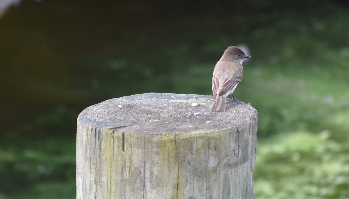 Eastern Phoebe - ML637917980