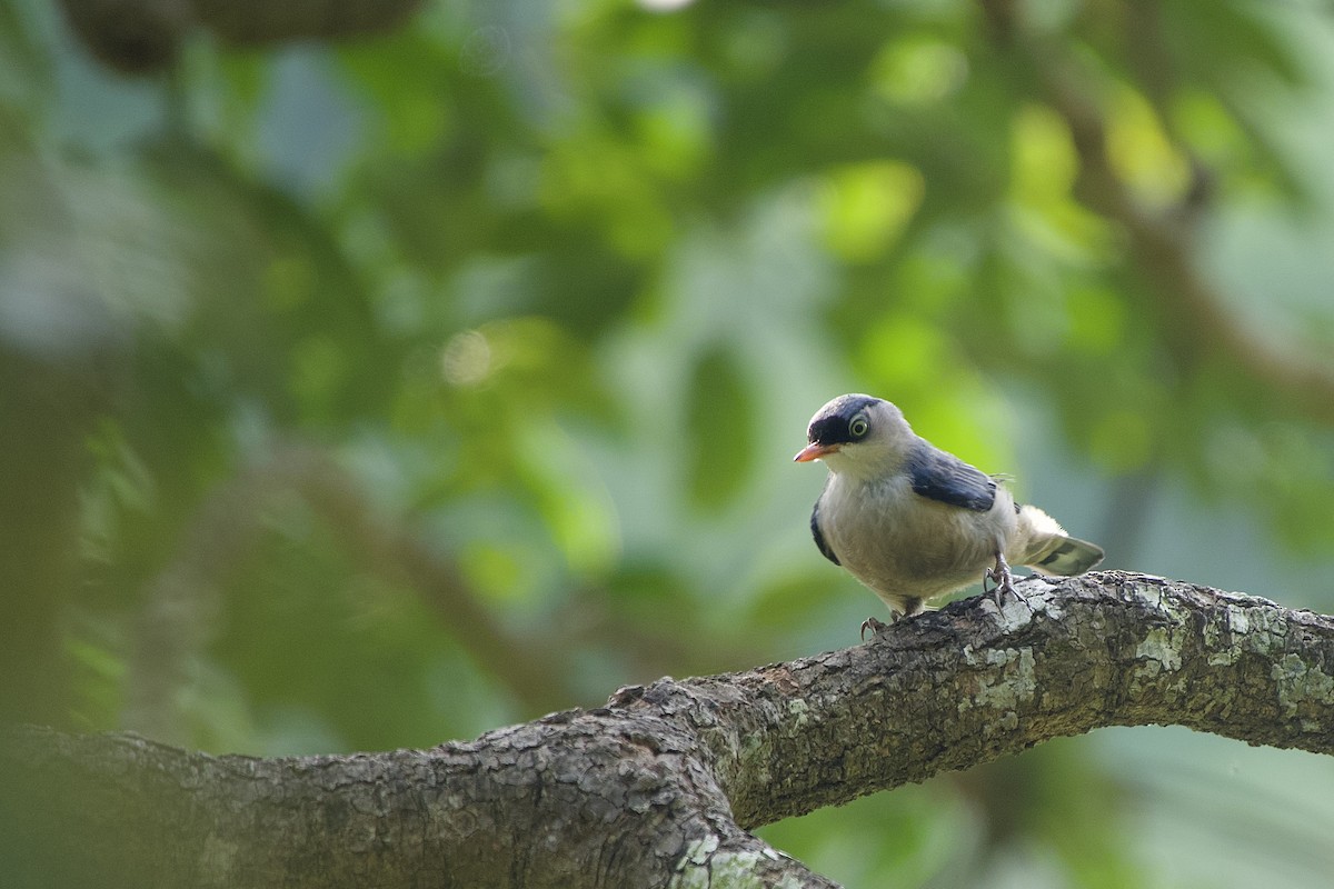 Velvet-fronted Nuthatch - ML637917987