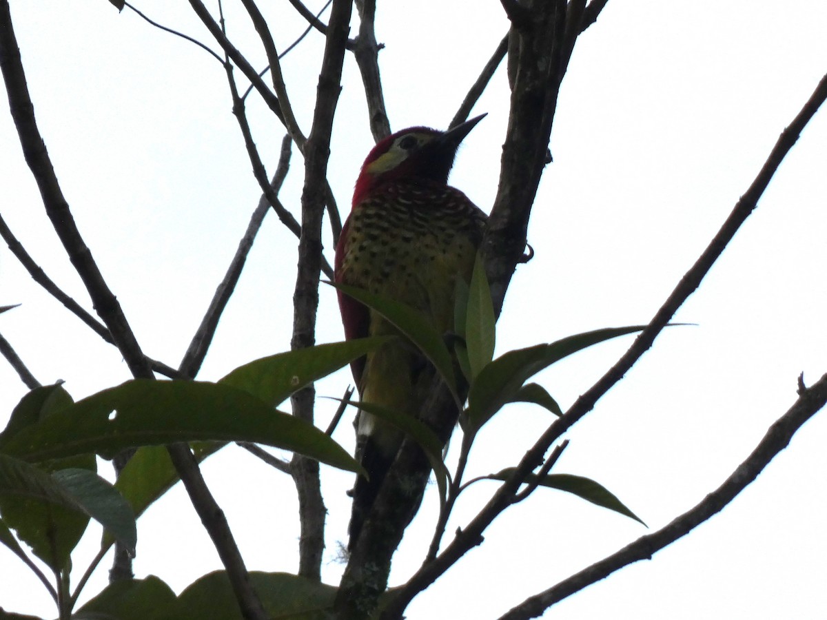 Crimson-mantled Woodpecker - ML637917993