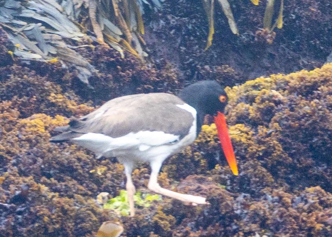 American Oystercatcher - ML637918000