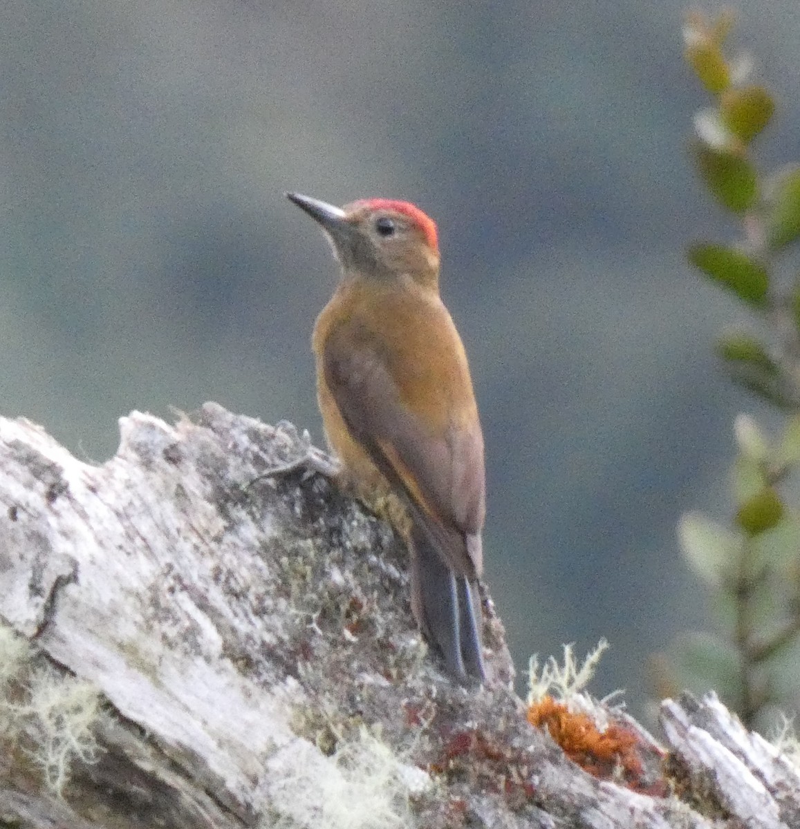 Smoky-brown Woodpecker - ML637918003