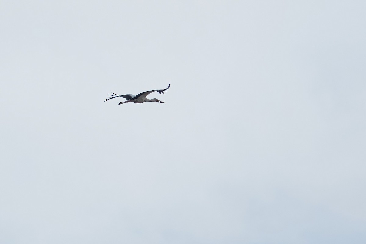 stork - ML637918007