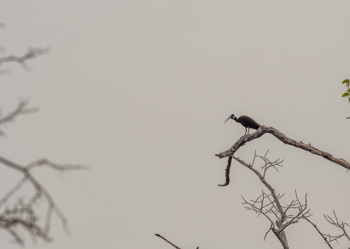 White-shouldered Ibis - ML637918014