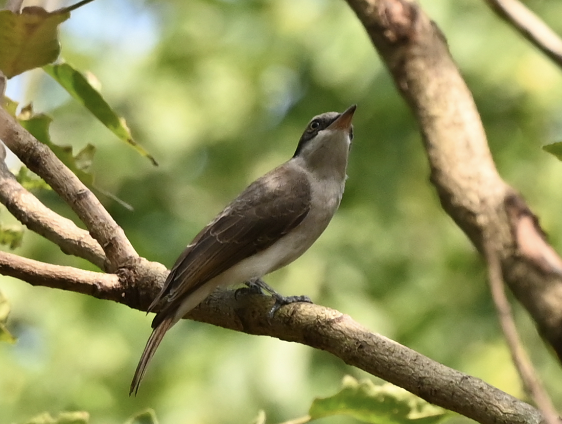 Large Woodshrike - ML637918028