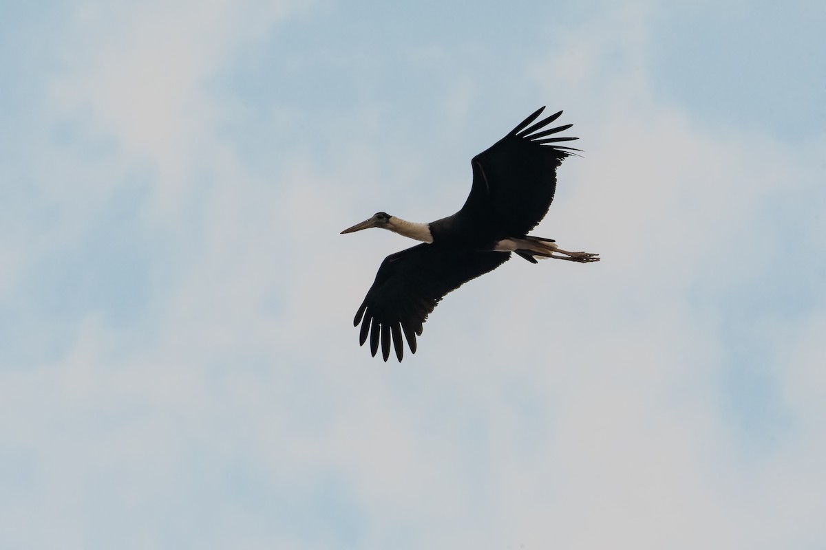 Asian Woolly-necked Stork - ML637918042