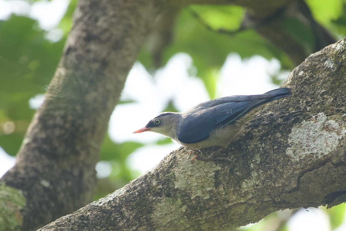 Velvet-fronted Nuthatch - ML637918051