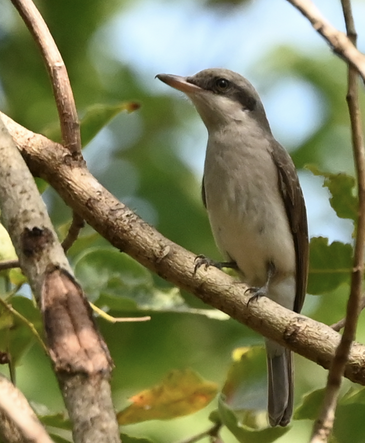Large Woodshrike - ML637918056