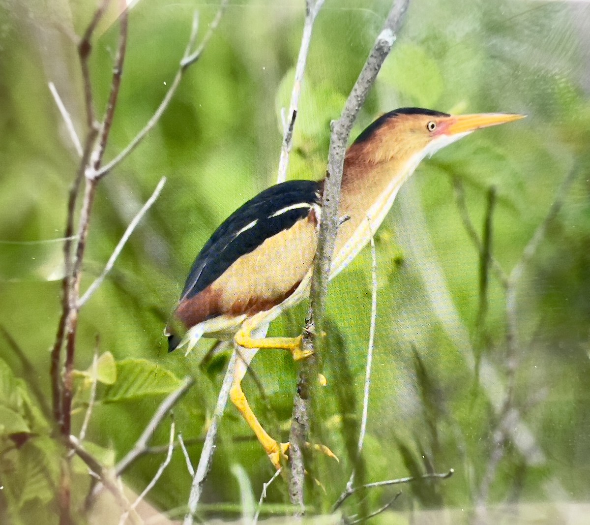 Least Bittern - ML637918095