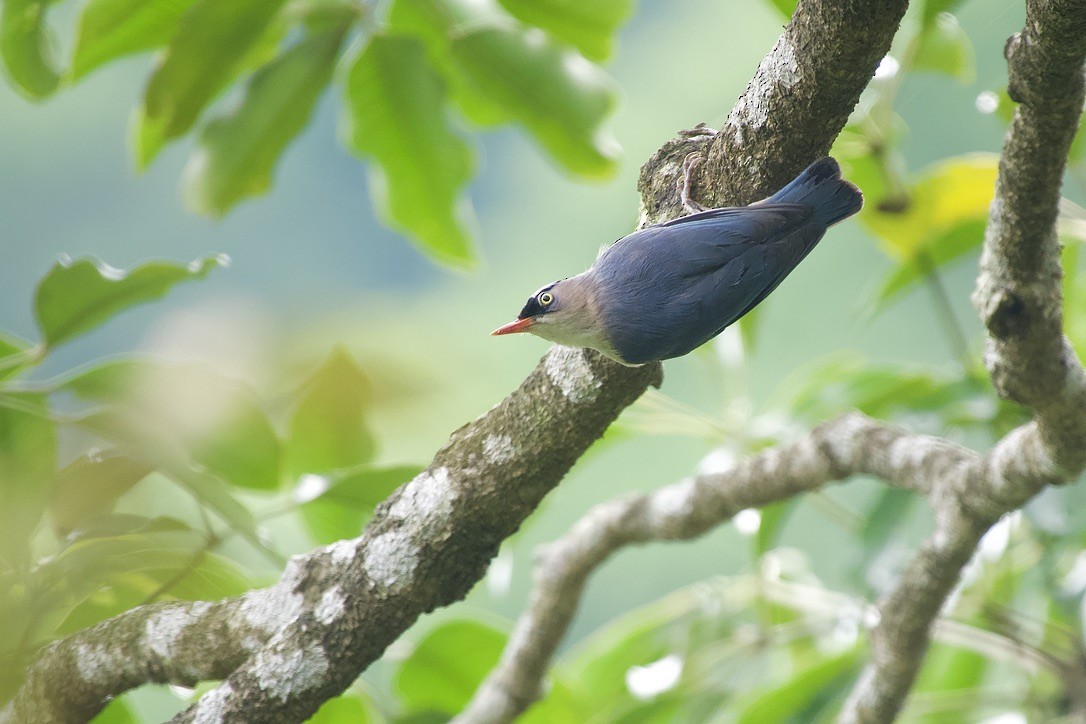 Velvet-fronted Nuthatch - ML637918105