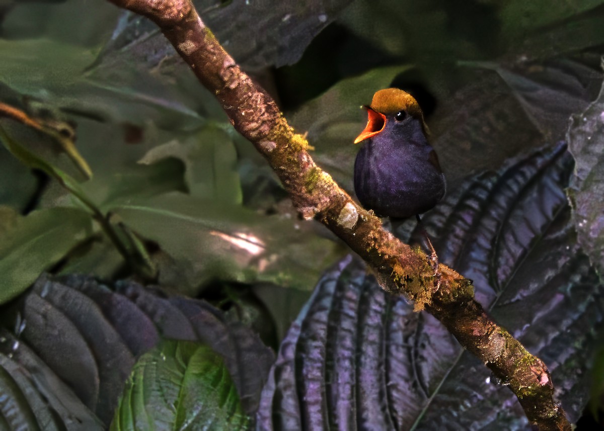 Slaty-bellied Tesia - ML637918133