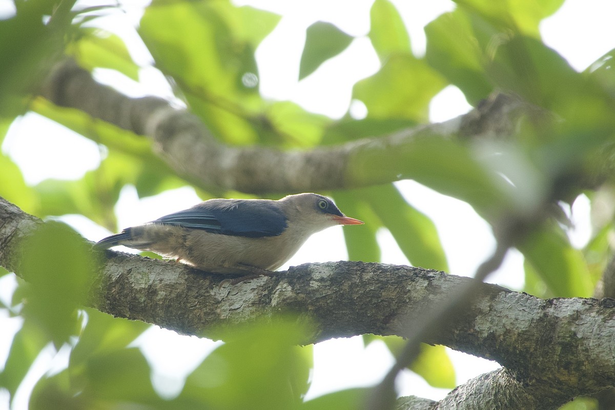 Velvet-fronted Nuthatch - ML637918137